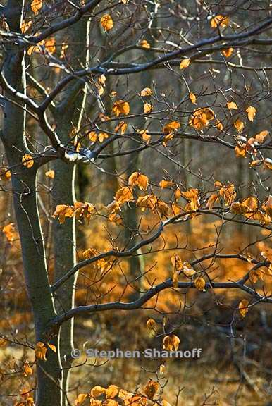 fall leaves provence 1 graphic